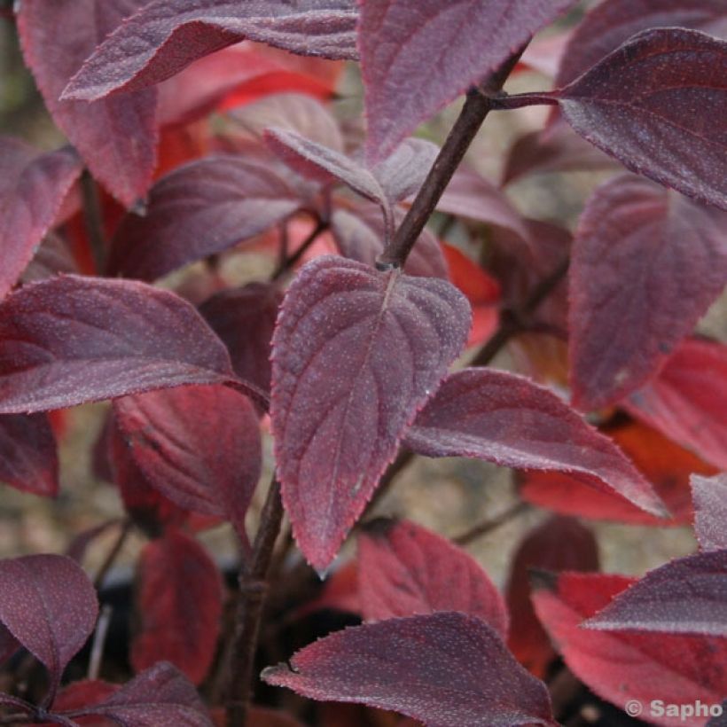 Hortensia paniculata Diamant Rouge - Hydrangea paniculata (Follaje)