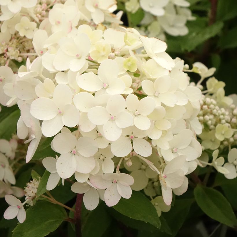 Hortensia paniculata Petite Star - Hydrangea paniculata (Floración)