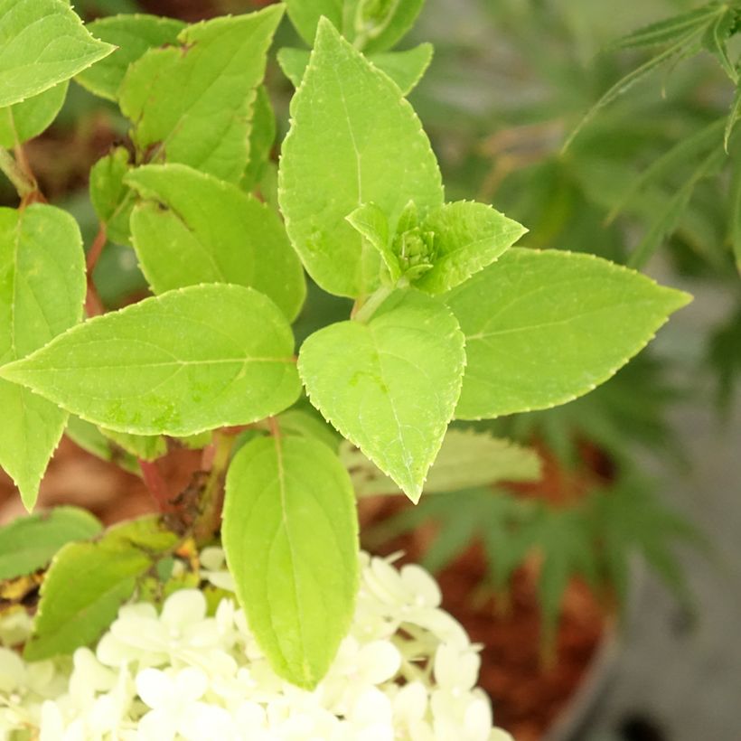 Hortensia paniculata Tardiva - Hydrangea (Follaje)