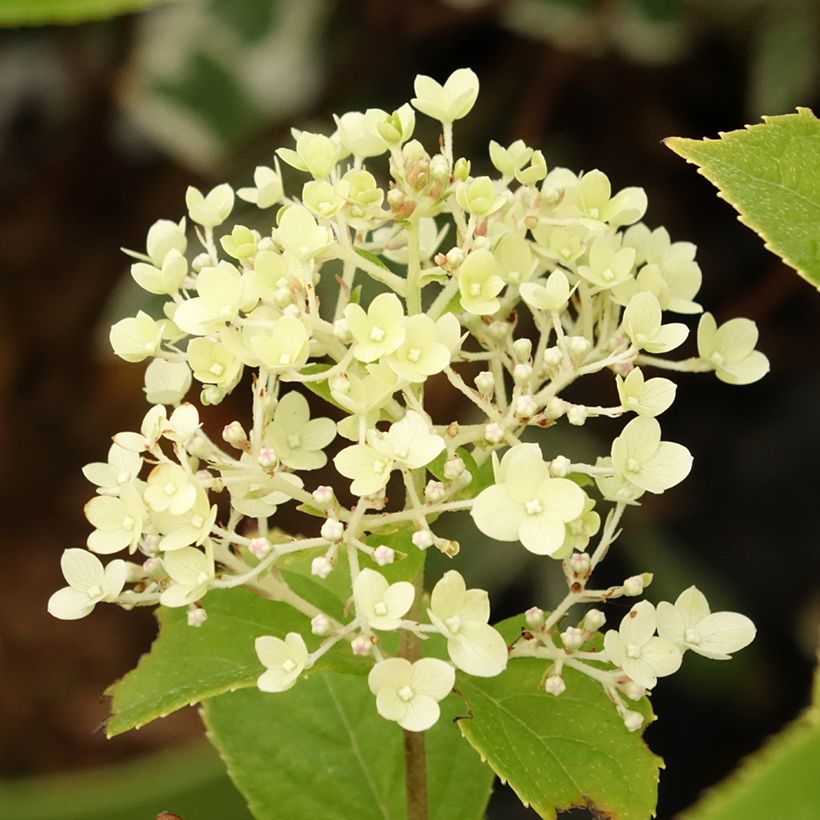 Hortensia paniculata Pandora - Hydrangea paniculata (Floración)