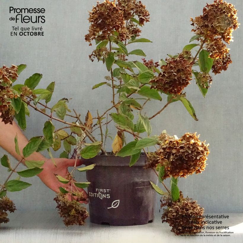 Ejemplar de Hortensia paniculé - Hydrangea paniculata Tickled Pink en pot de 7,5l/10l entregado en otoño