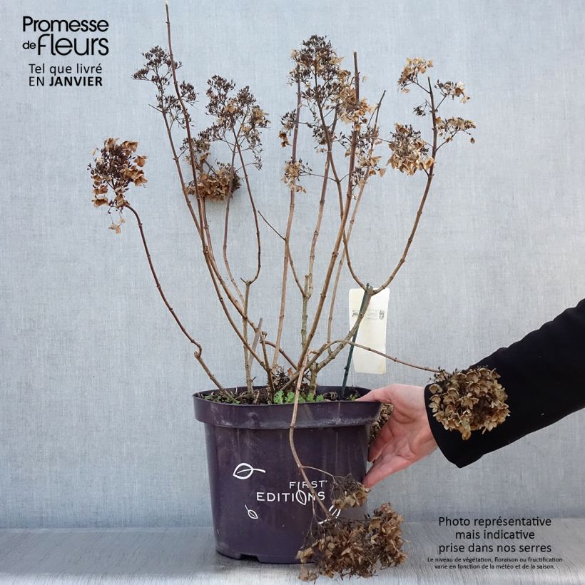 Hortensia paniculé - Hydrangea paniculata Tickled Pink en pot de 7,5l/10l Ejemplar entregado en invierno