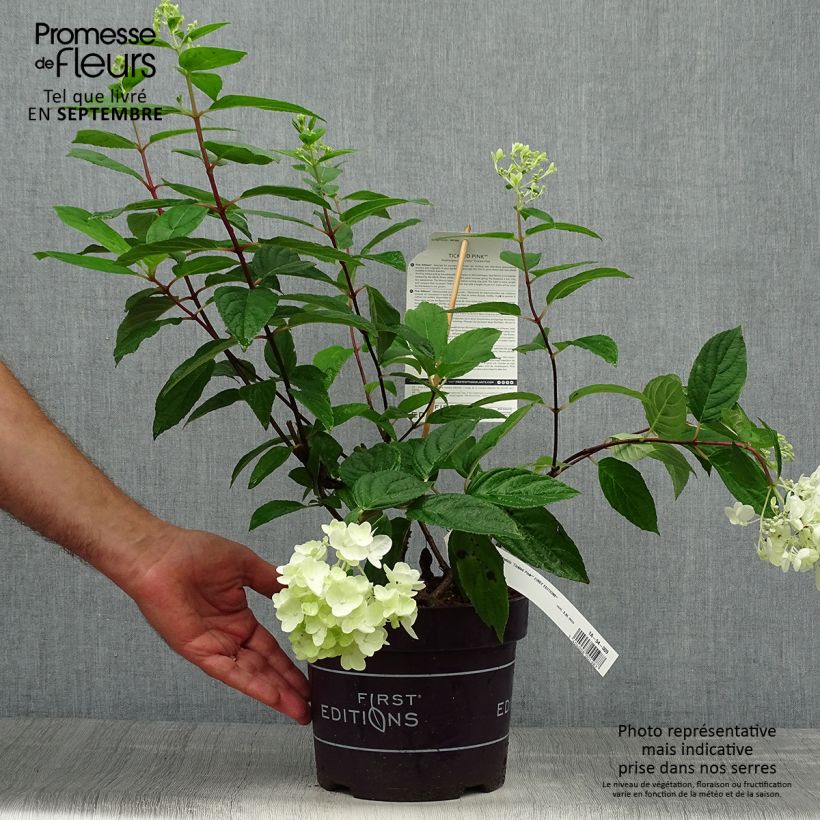 Ejemplar de Hortensia paniculé - Hydrangea paniculata Tickled Pink livré en pot de 2l/3l entregado en otoño