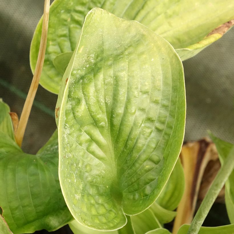 Hosta Abiqua Drinking Gourd (Follaje)