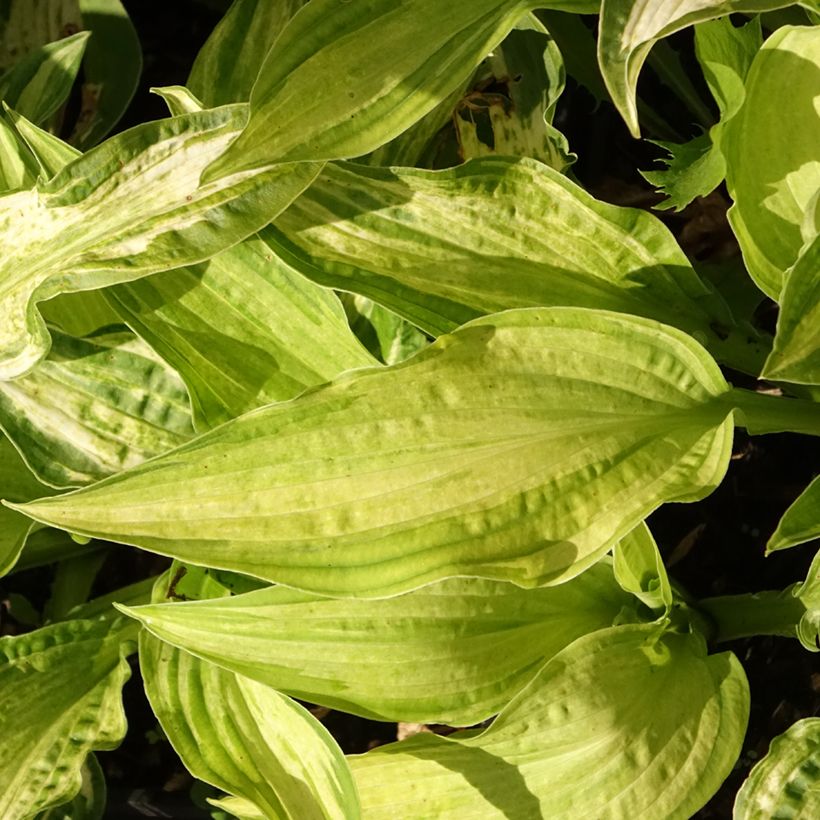 Hosta fortunei Allegan Fog (Follaje)