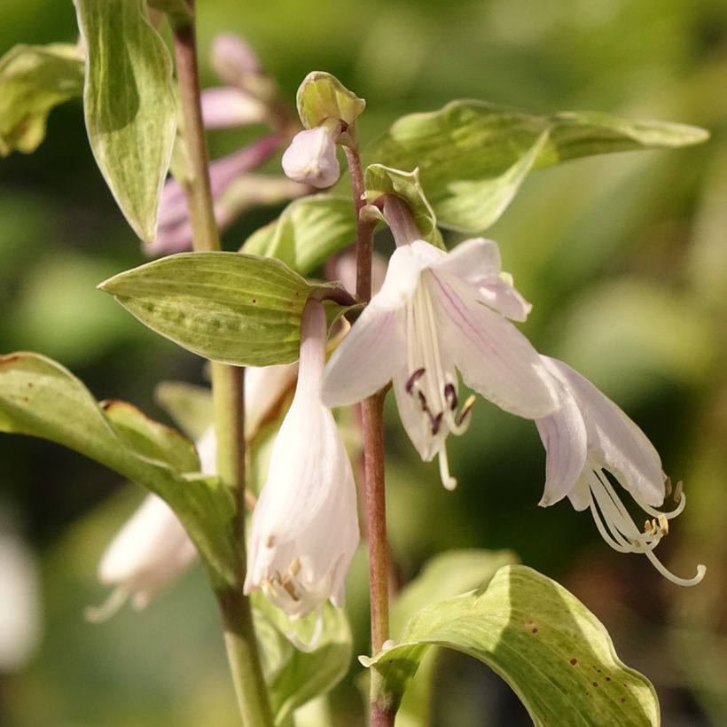 Hosta fortunei Allegan Fog (Floración)