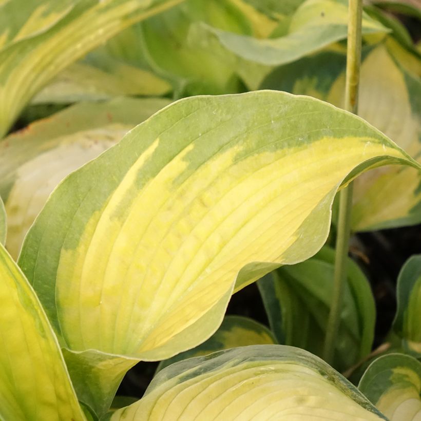 Hosta Alligator Alley (Follaje)