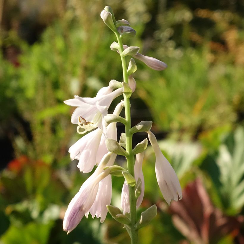 Hosta August Moon (Floración)