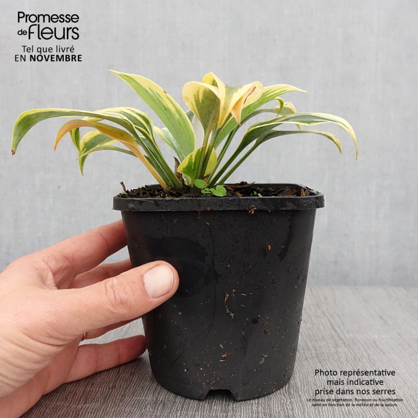 Ejemplar de Hosta Autumn Frost Pot de 1,5L/2L entregado en otoño