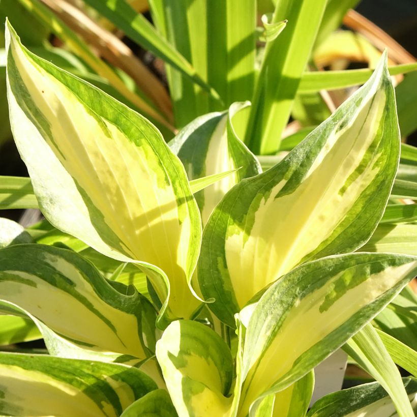 Hosta Beach Boy (Follaje)