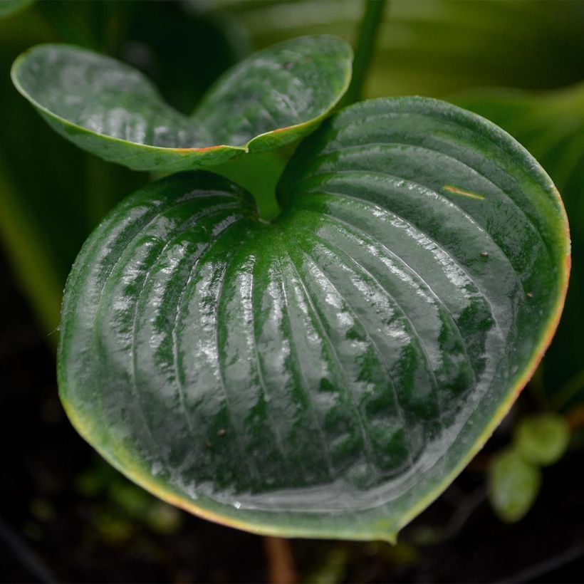 Hosta Big daddy (Follaje)