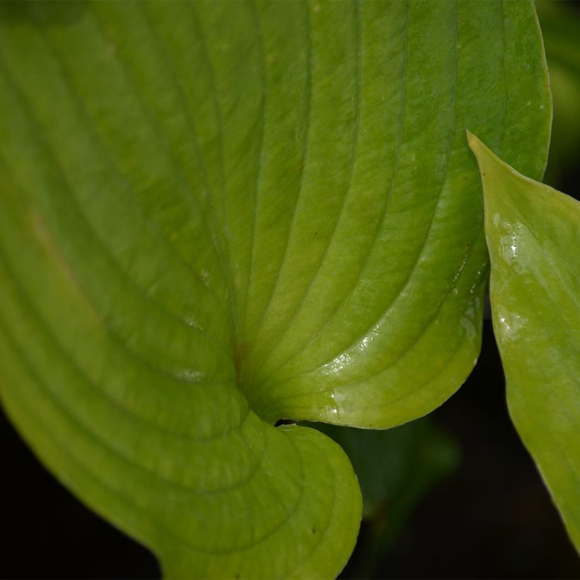 Hosta Hosta Blue Angel (Follaje)