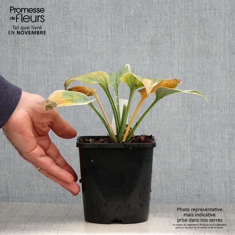 Ejemplar de Hosta Blue Flame Pot de 1,5L/2L entregado en otoño