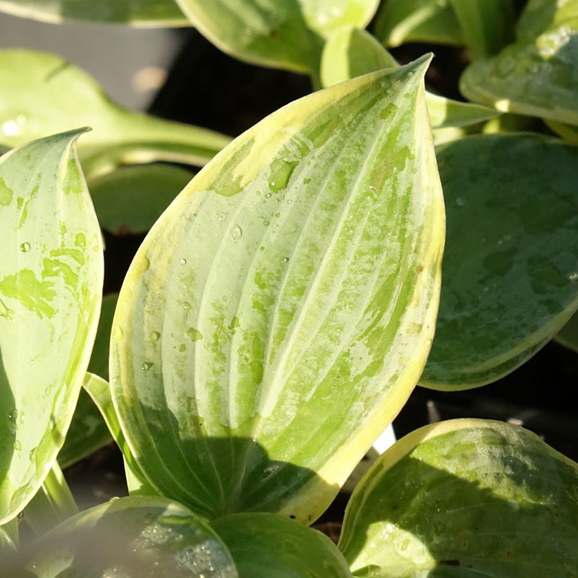 Hosta Blue Flame (Follaje)