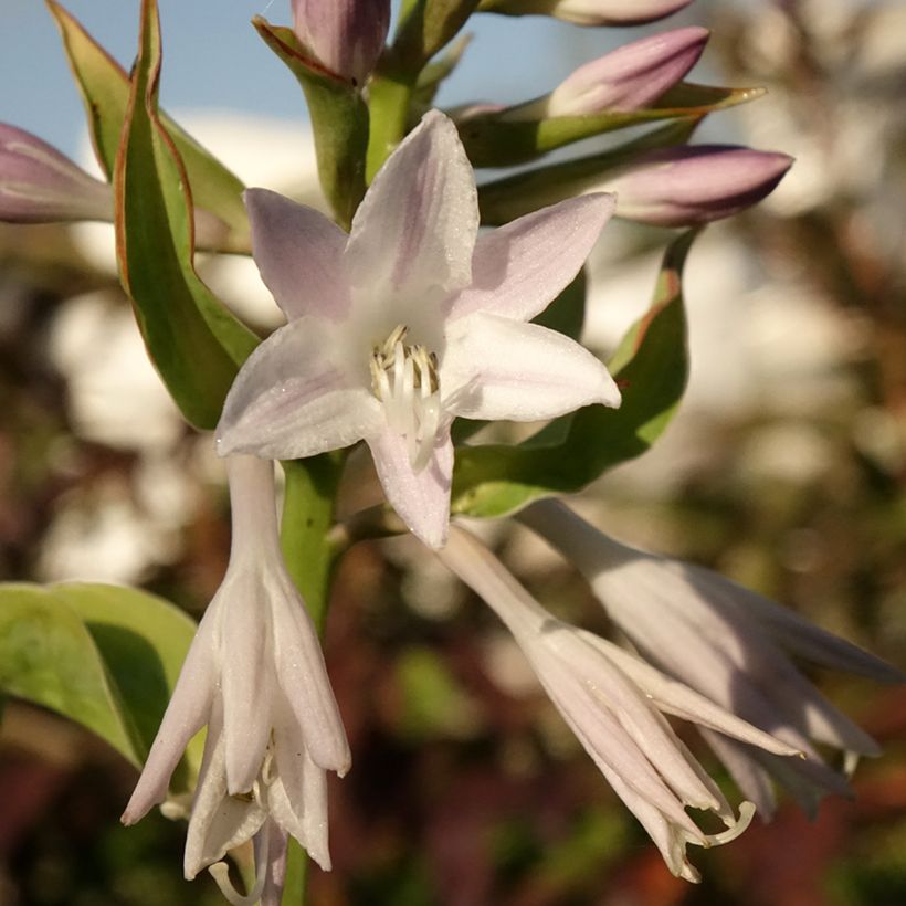 Hosta Blue Flame (Floración)