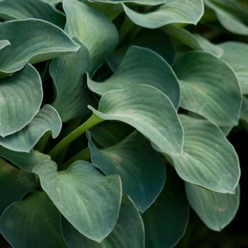 Hosta Blue Mouse Ears (Follaje)