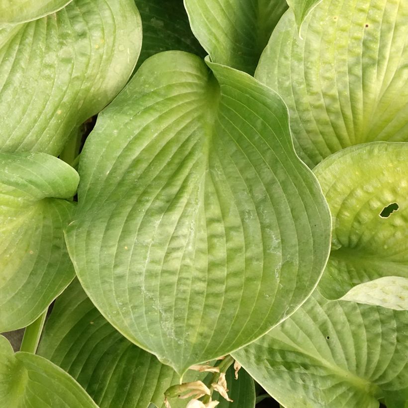 Hosta Bressingham Blue (Follaje)