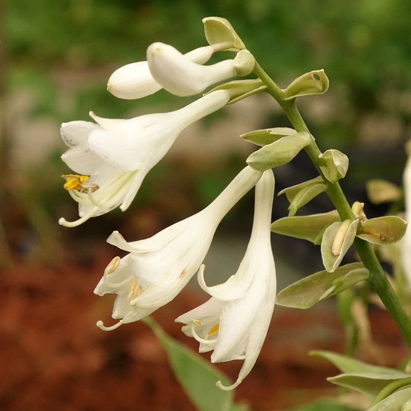 Hosta Bressingham Blue (Floración)