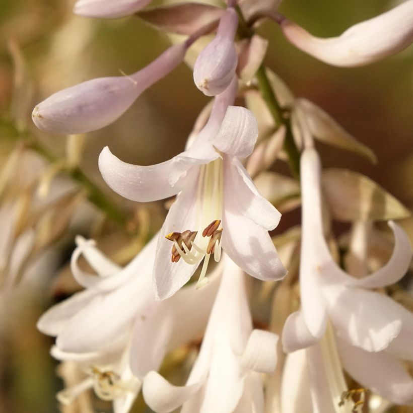 Hosta Bridal Falls (Floración)