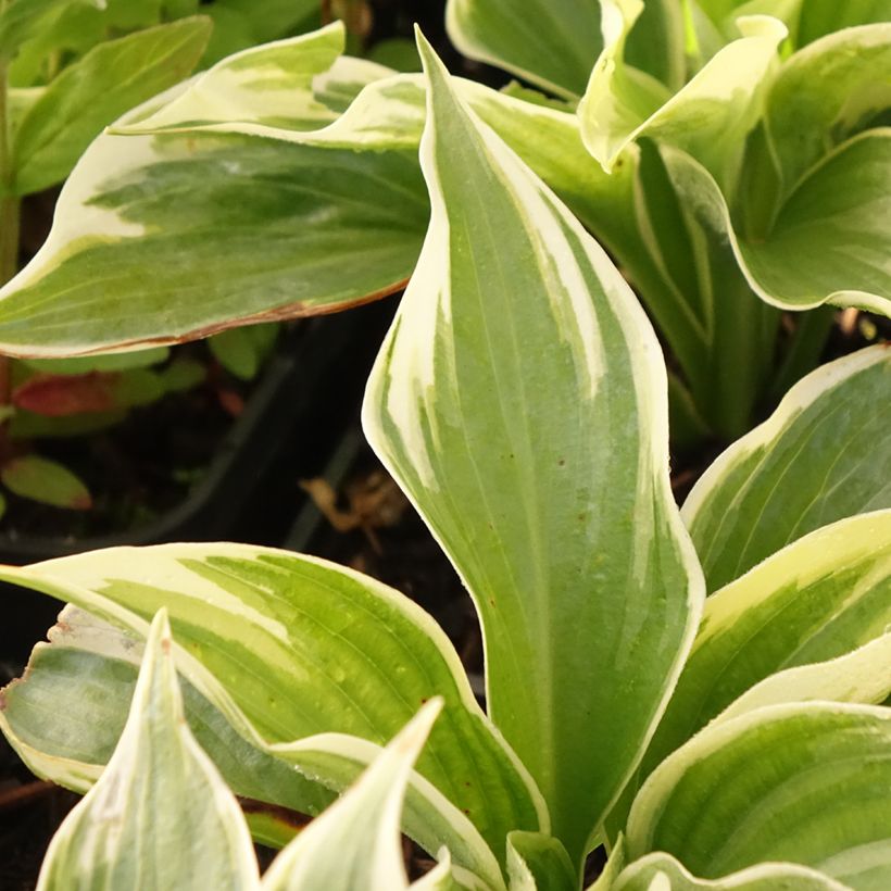 Hosta Broadway (Follaje)