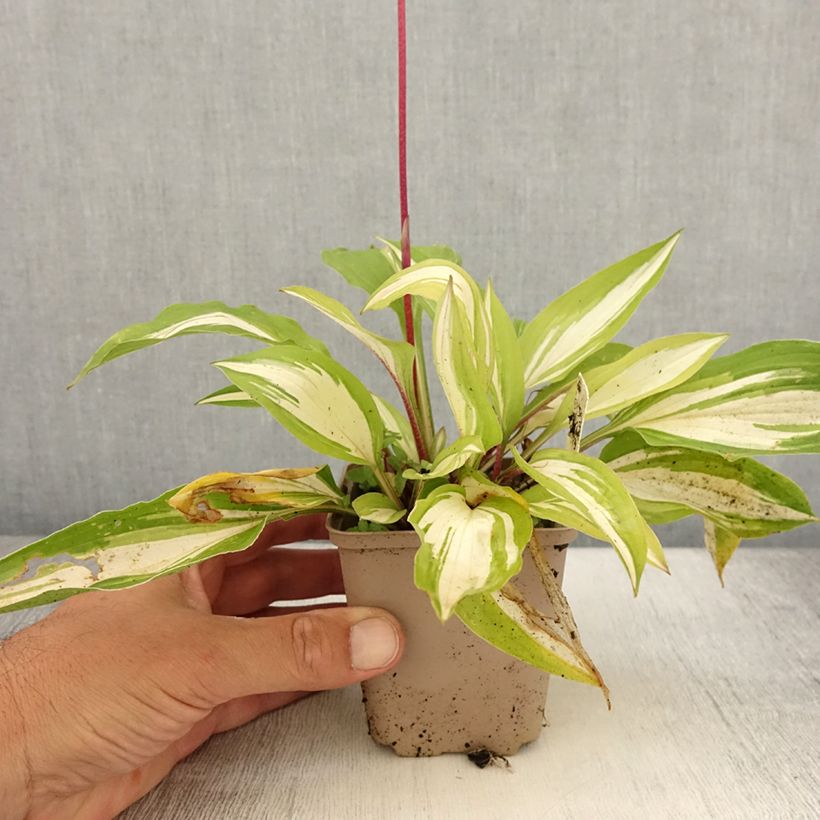 Ejemplar de Hosta Cherry Berry Godet de 9cm entregado en verano