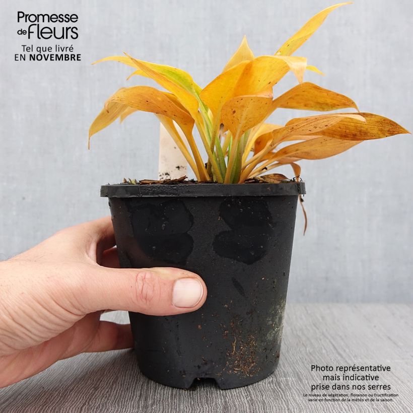 Ejemplar de Hosta Devon Green Pot de 1,5L/2L entregado en otoño