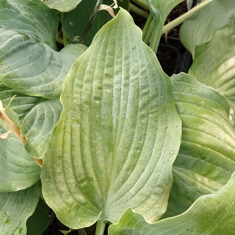 Hosta Diamond Lake (Follaje)