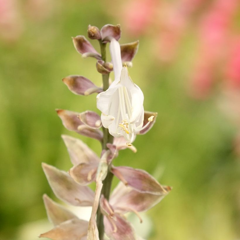 Hosta Diamond Lake (Floración)