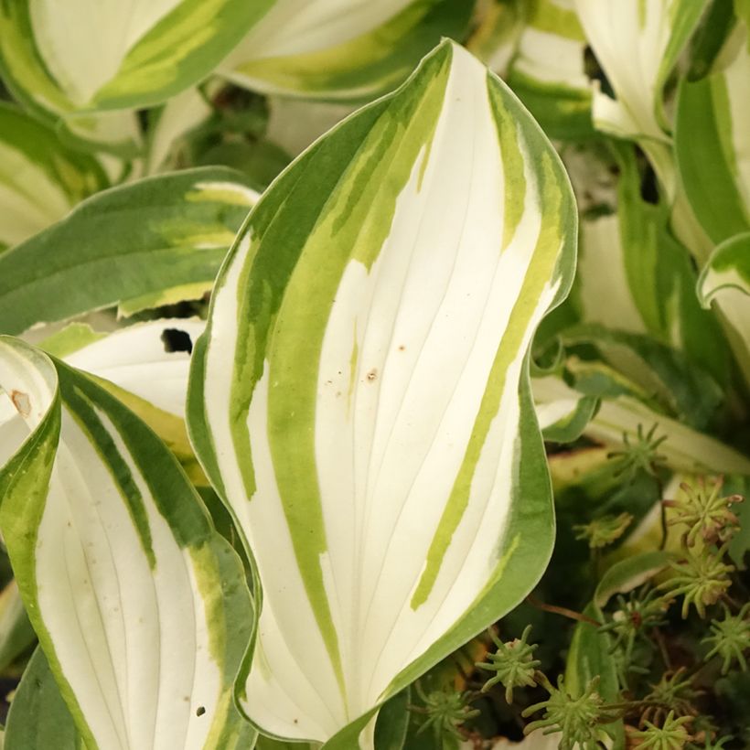 Hosta Fire and Ice (Follaje)