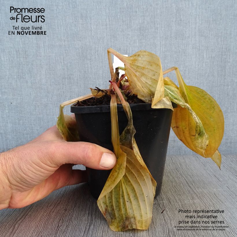 Ejemplar de Hosta First Blush Pot de 1,5L/2L entregado en otoño