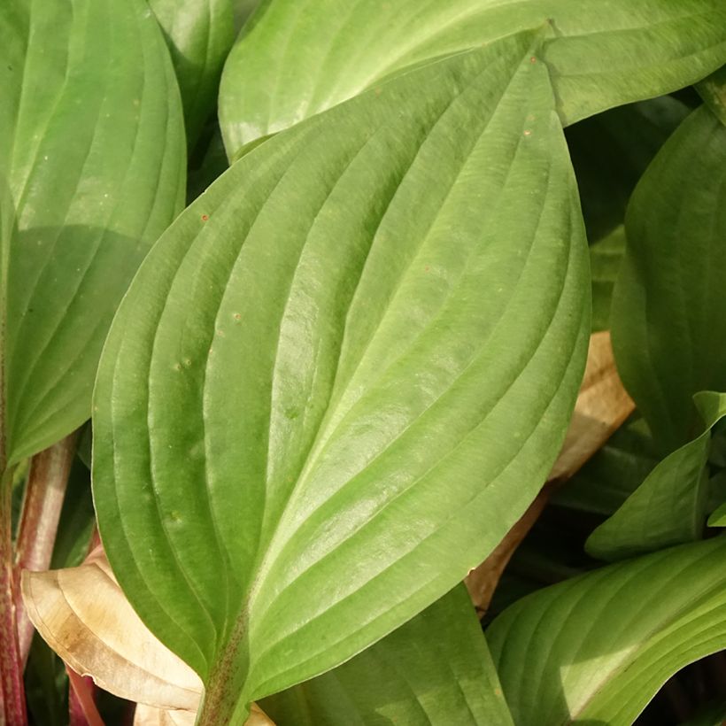 Hosta First Blush (Follaje)