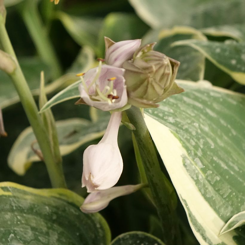 Hosta First Frost (Floración)