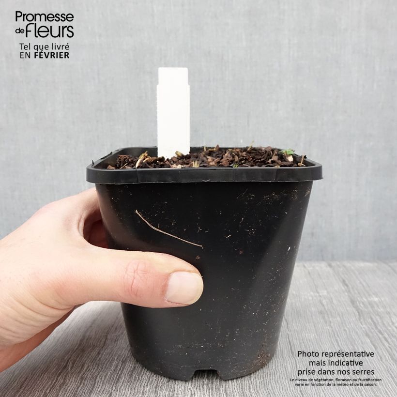 Hosta Forbidden Fruit Pot de 1,5L/2L Ejemplar entregado en invierno