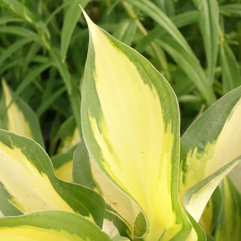 Hosta Forbidden Fruit (Follaje)