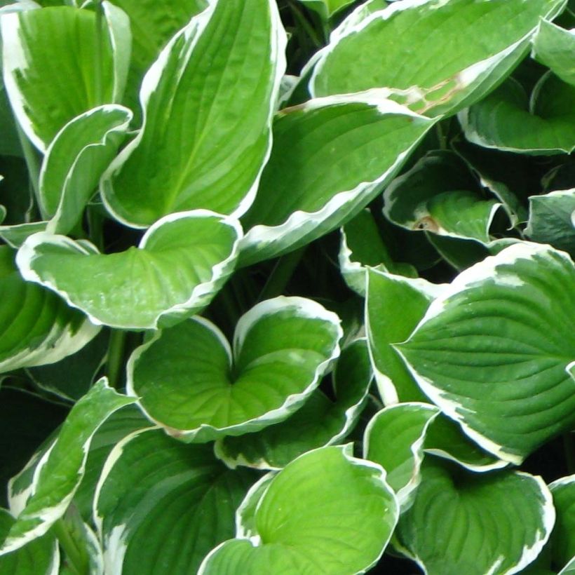 Hosta fortunei Francee (Follaje)