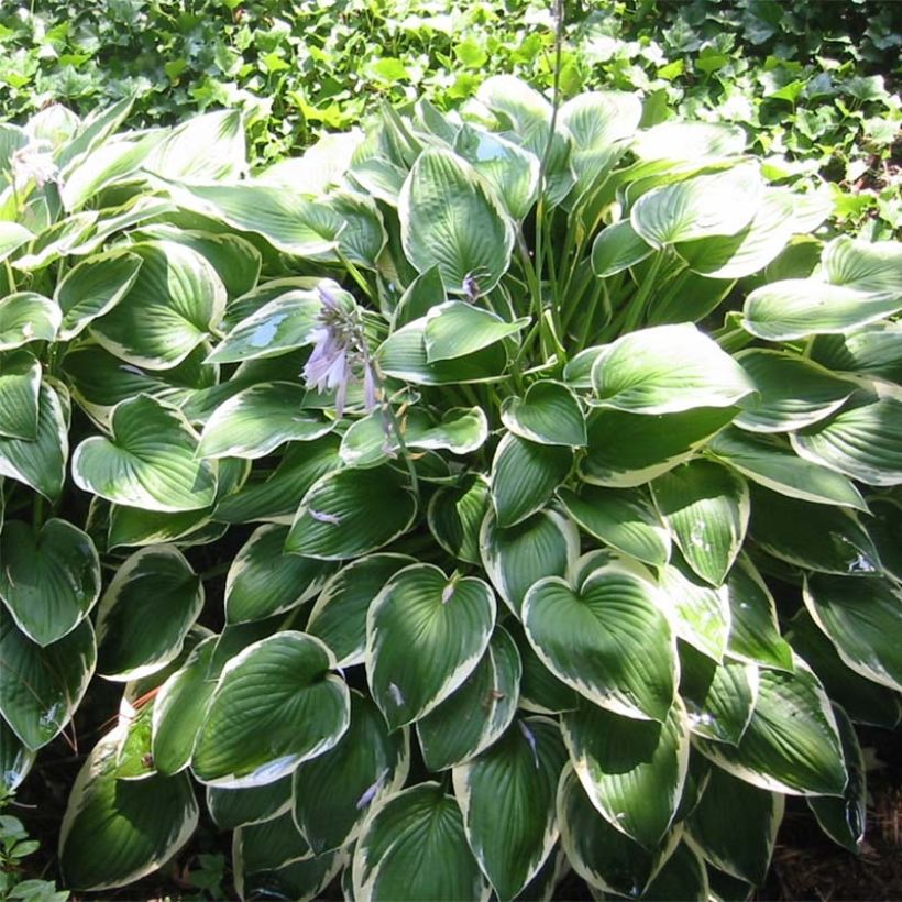 Hosta fortunei Francee (Porte)