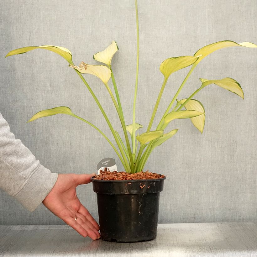 Ejemplar de Hosta fortunei Gold Standard en pot de 3L entregado en otoño