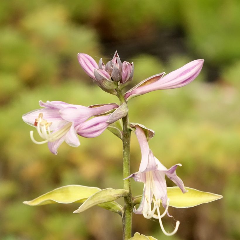 Hosta fortunei Gold Standard (Floración)