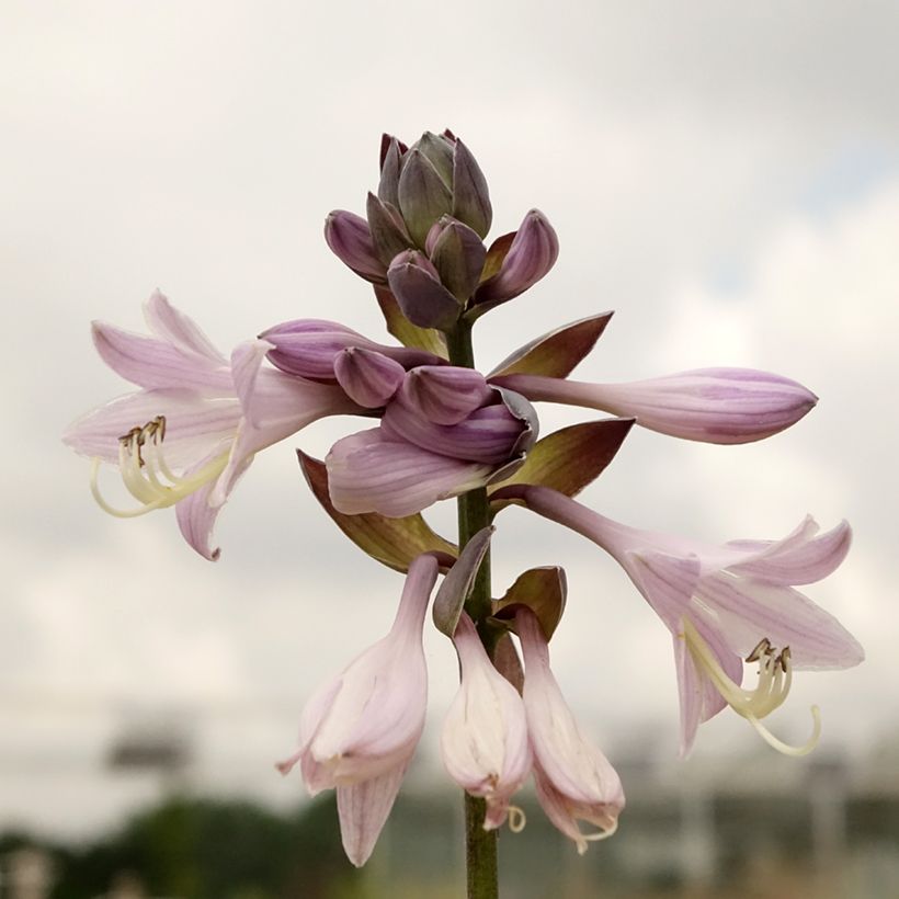 Hosta fortunei Gold Standard (Follaje)