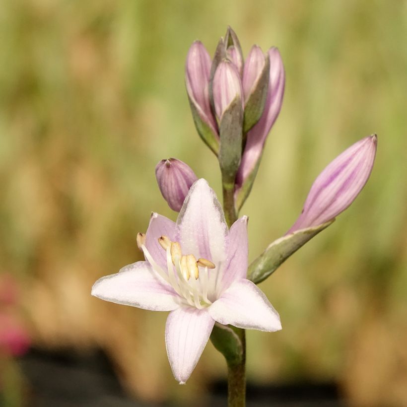 Hosta fortunei Twilight (Floración)