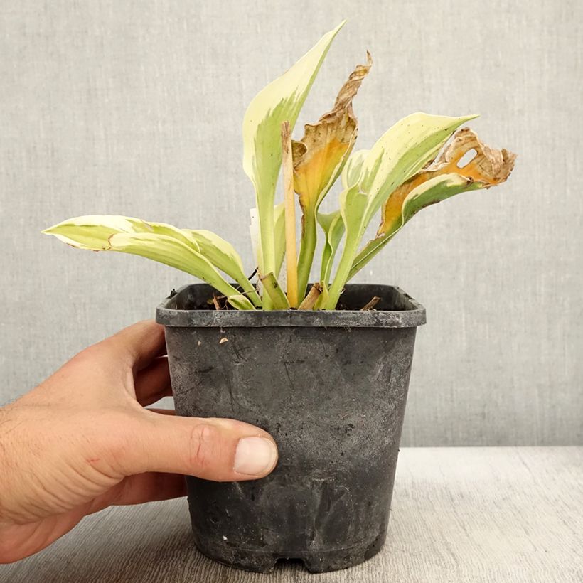 Ejemplar de Hosta fortunei Twilight - Pot de 1,5L/2L entregado en otoño