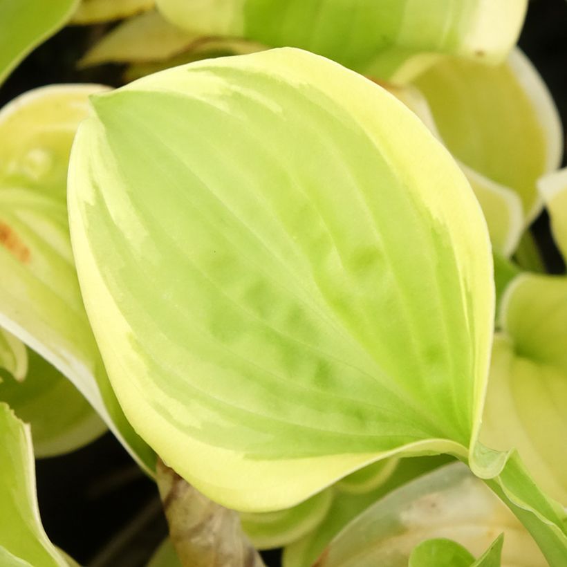 Hosta Fragrant Bouquet (Follaje)