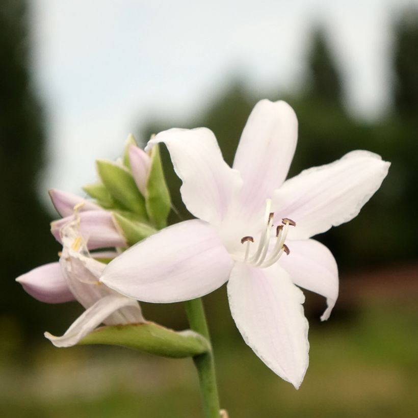 Hosta Fragrant Bouquet (Floración)