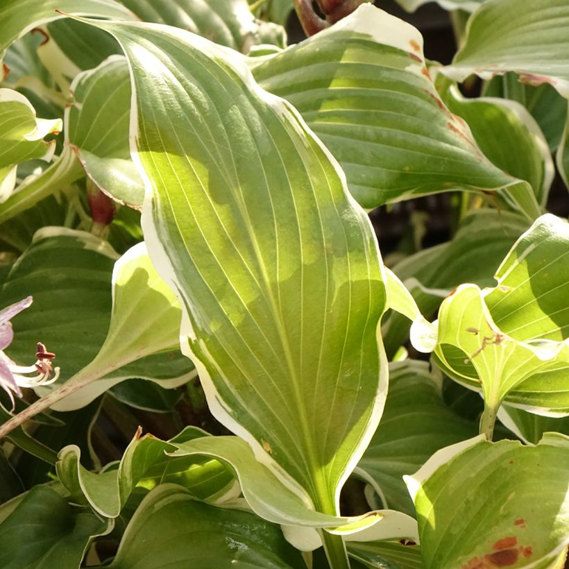 Hosta Frosted Raspberry (Follaje)