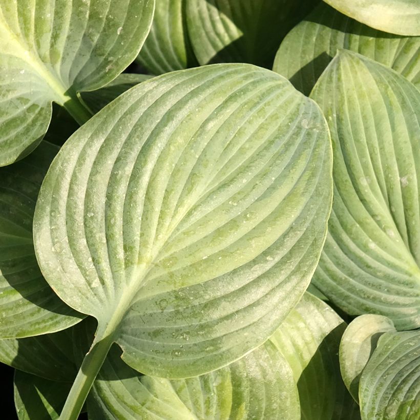 Hosta Goldbrook Glimmer (Follaje)