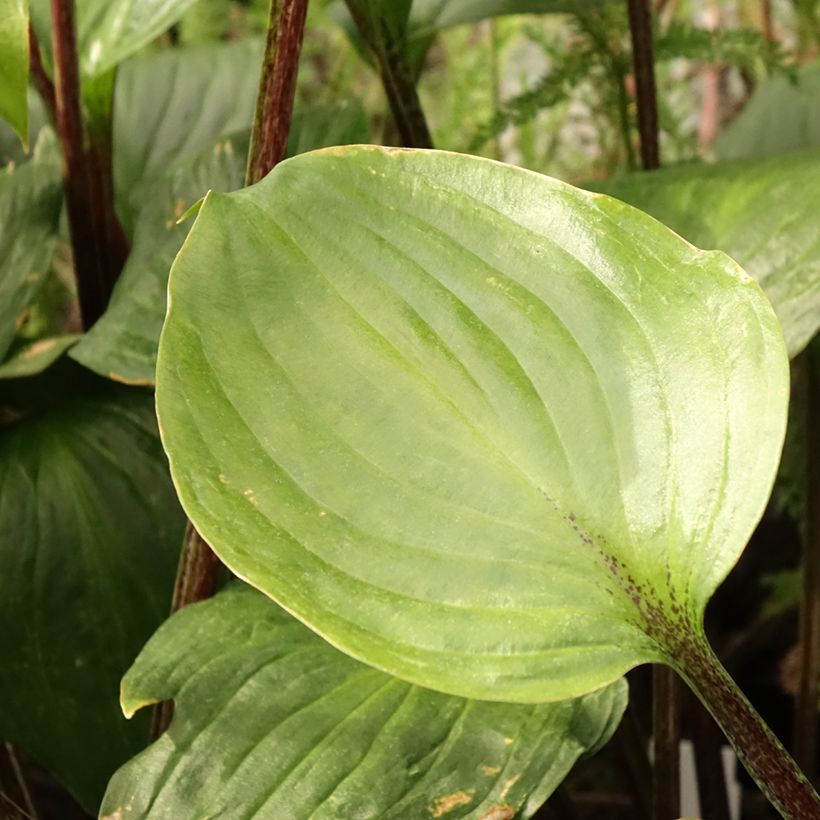 Hosta Gooseberry Sundae (Follaje)