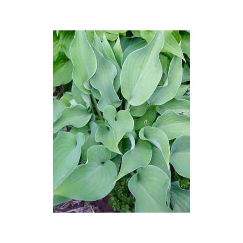 Hosta Grey Beauty (Follaje)