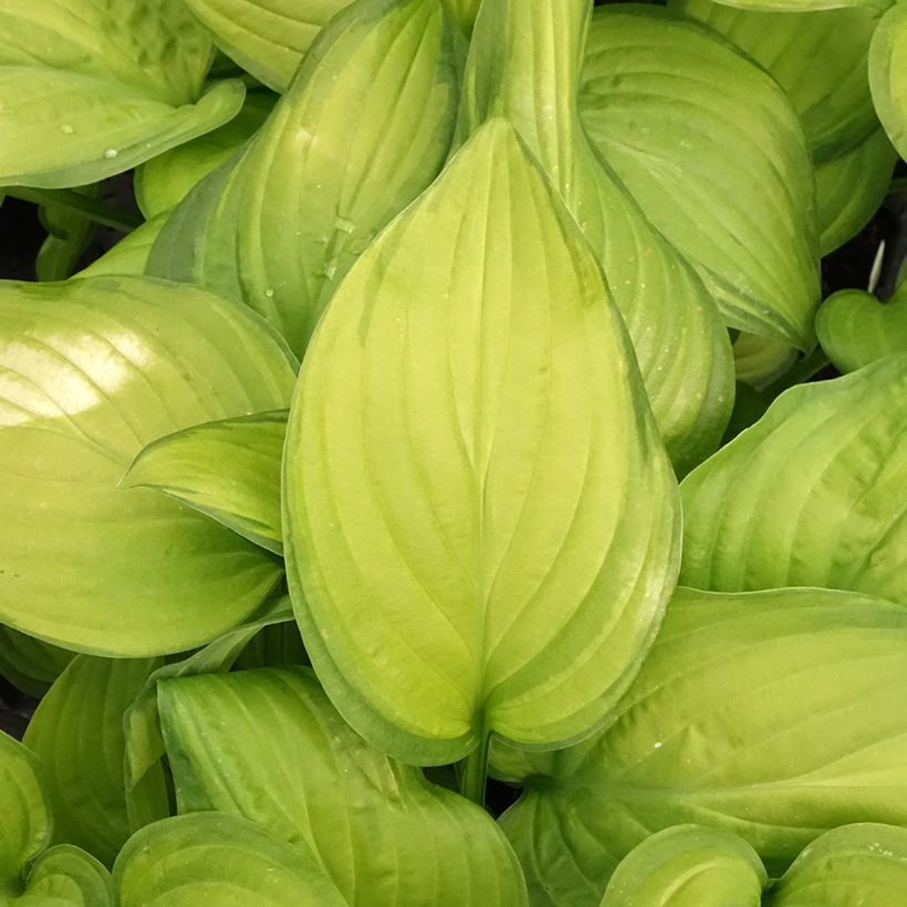 Hosta Guacamole (Follaje)