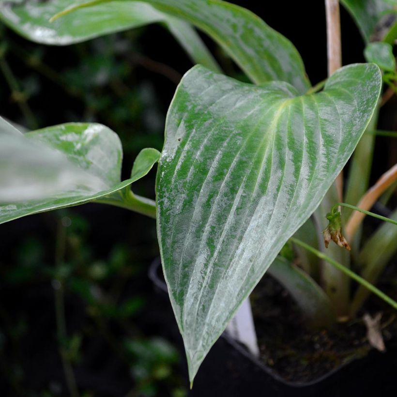 Hosta tardiana Halcyon (Follaje)