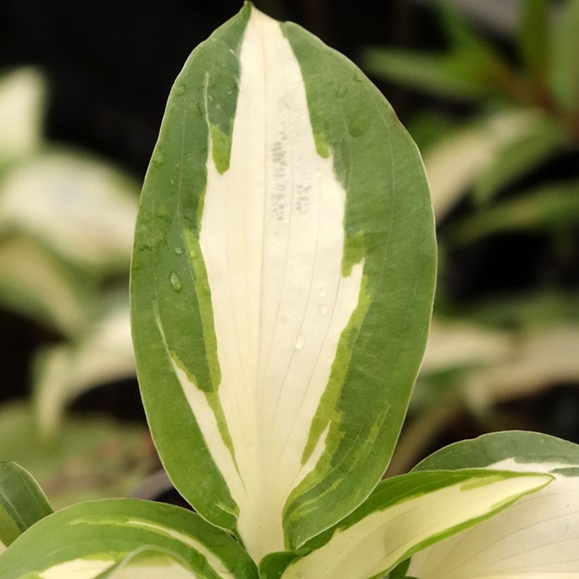 Hosta Hans (Follaje)